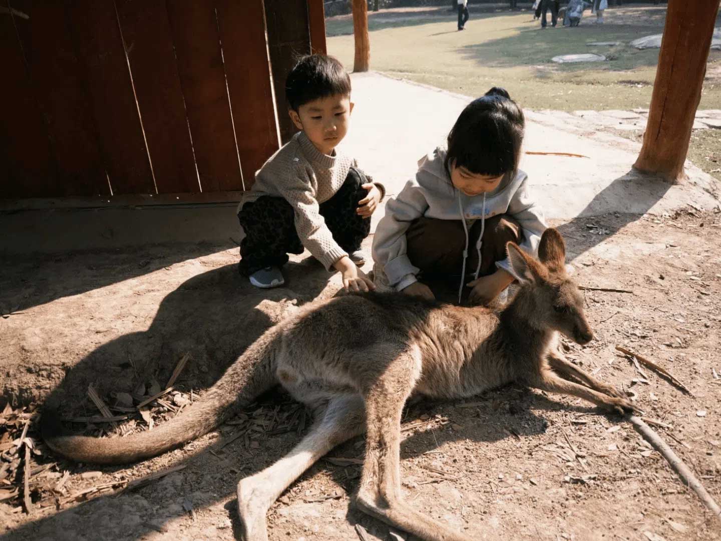 上海野生動物園のふれあい広場で横になる小さなカンガルーを優しく撫でる子供