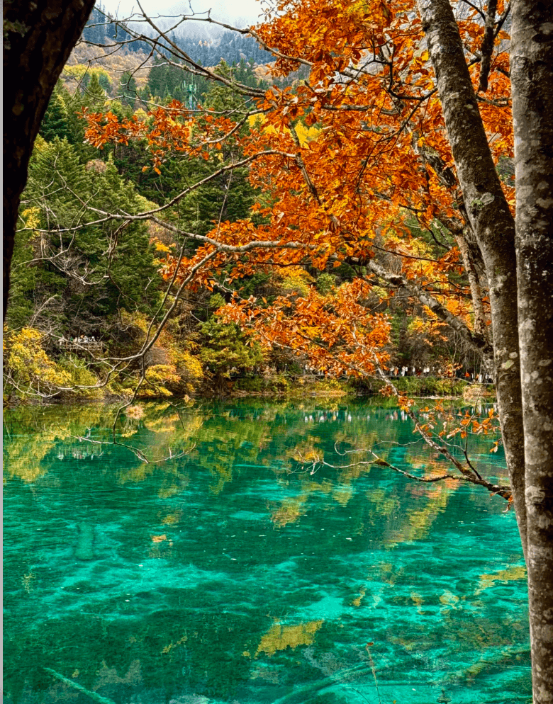 五花海（九寨溝）の魅力｜色彩の湖・透明度・絶景撮影スポットを徹底