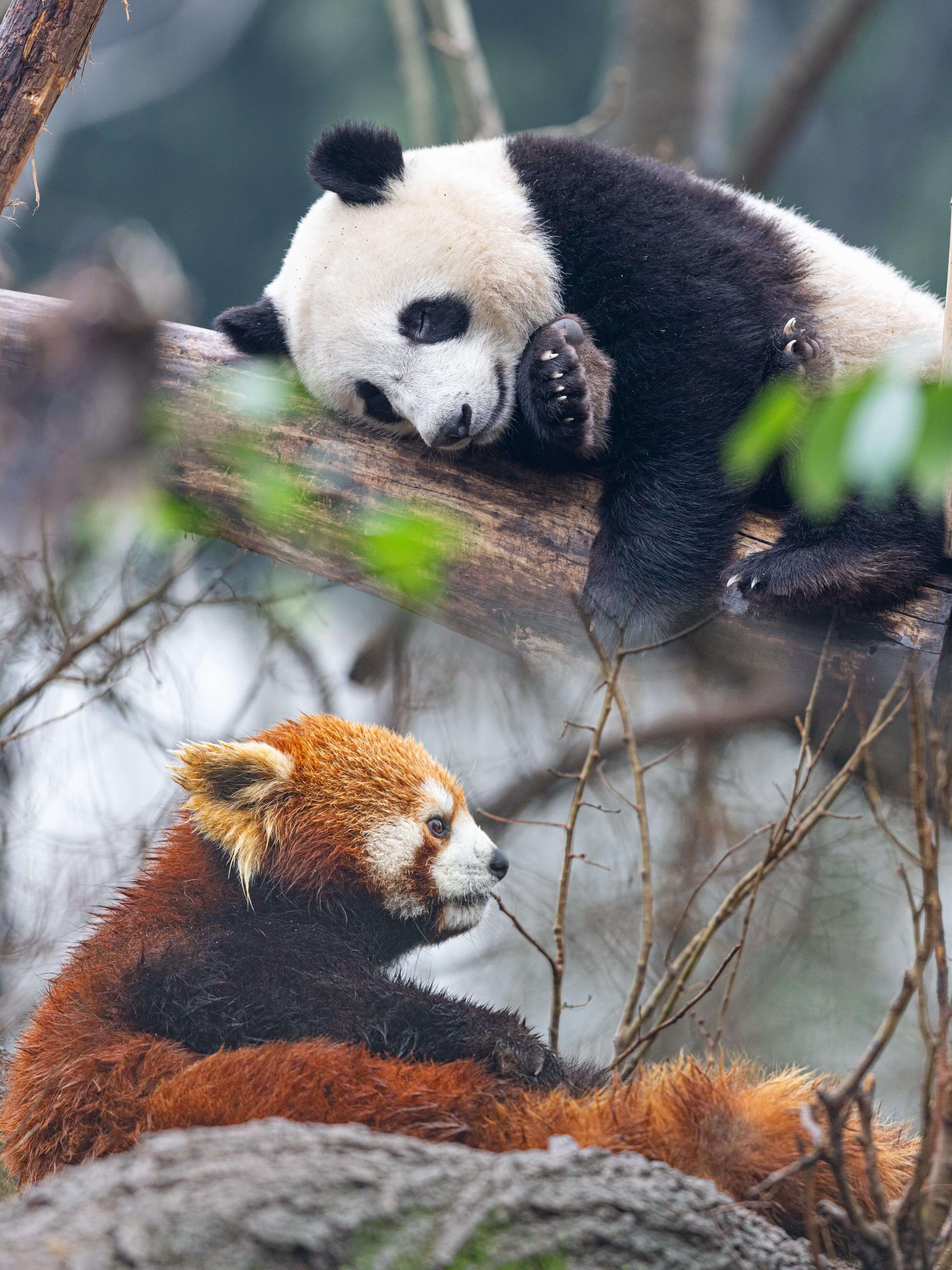 成都・パンダ親子深度体験デー ー 1日ツアー