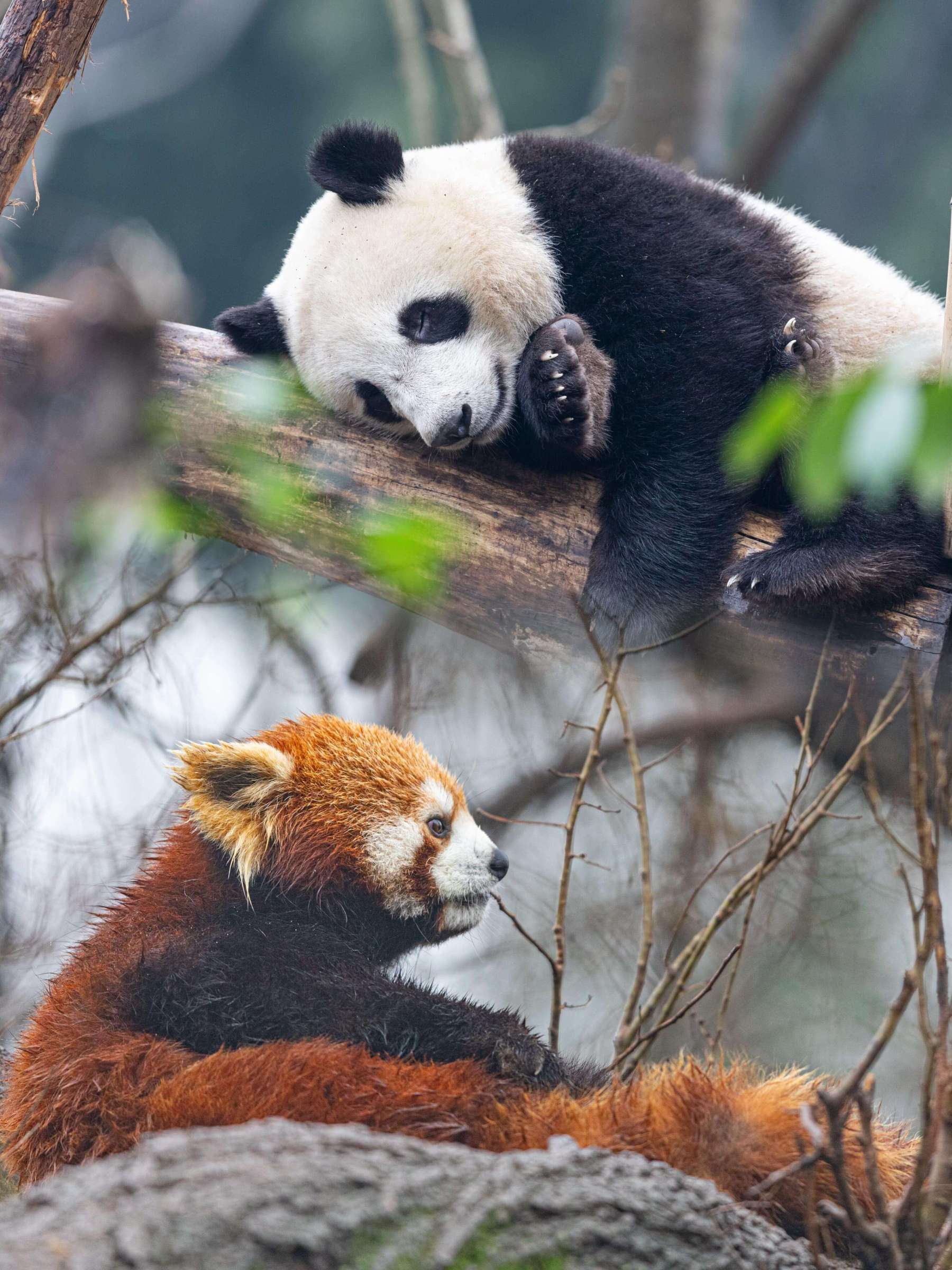 成都・パンダ親子深度体験デー ー 1日ツアー