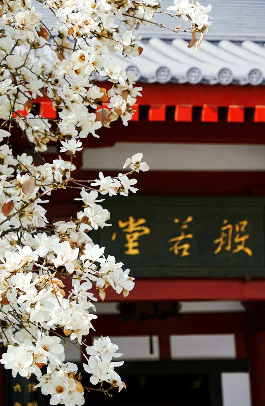 クラシック西安  1日/2日観光ツアー