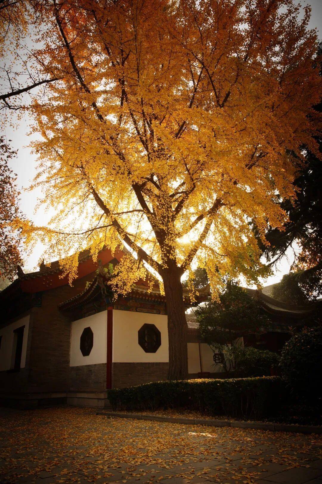 クラシック西安  1日/2日観光ツアー