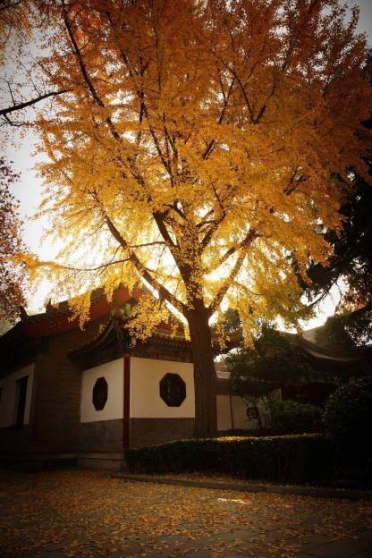 クラシック西安  1日/2日観光ツアー