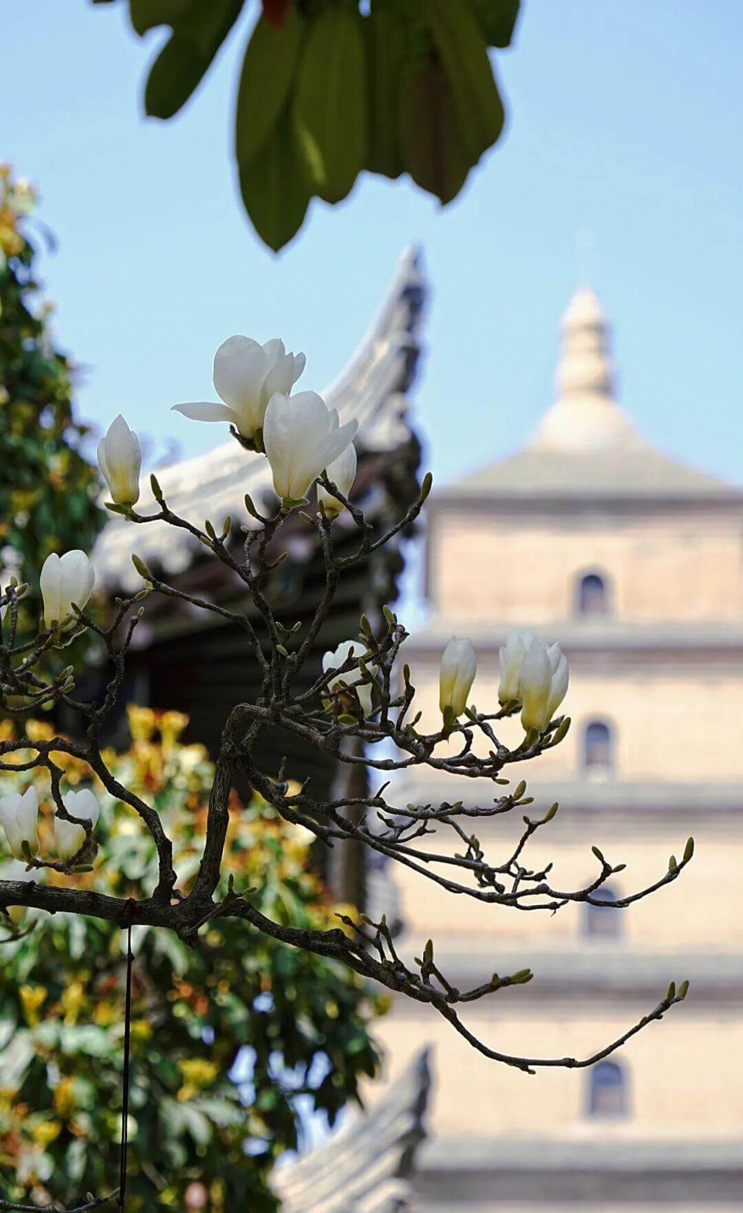 クラシック西安  1日/2日観光ツアー