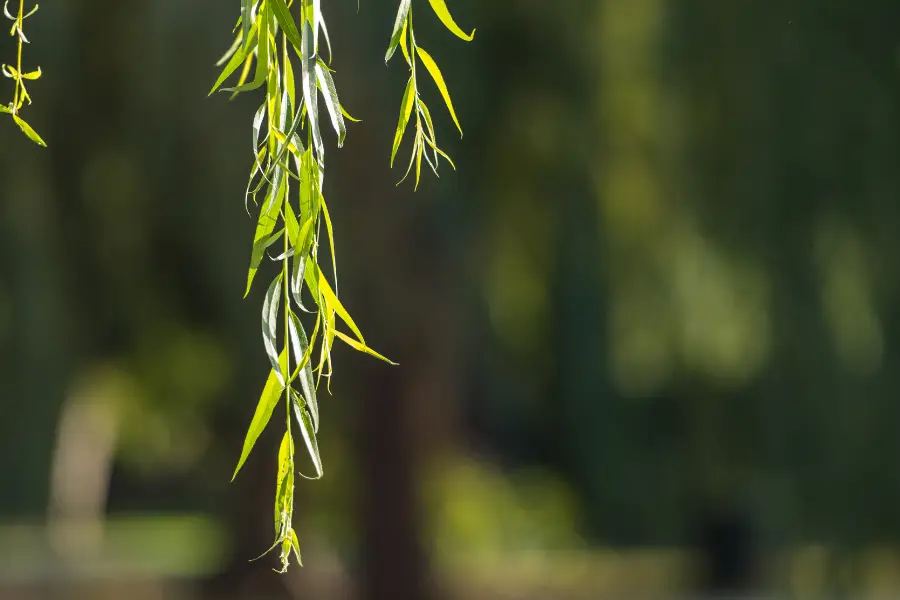 清明節柳を使う習慣