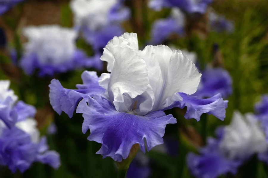 端午節に飾られる菖蒲と蓬の厄除け