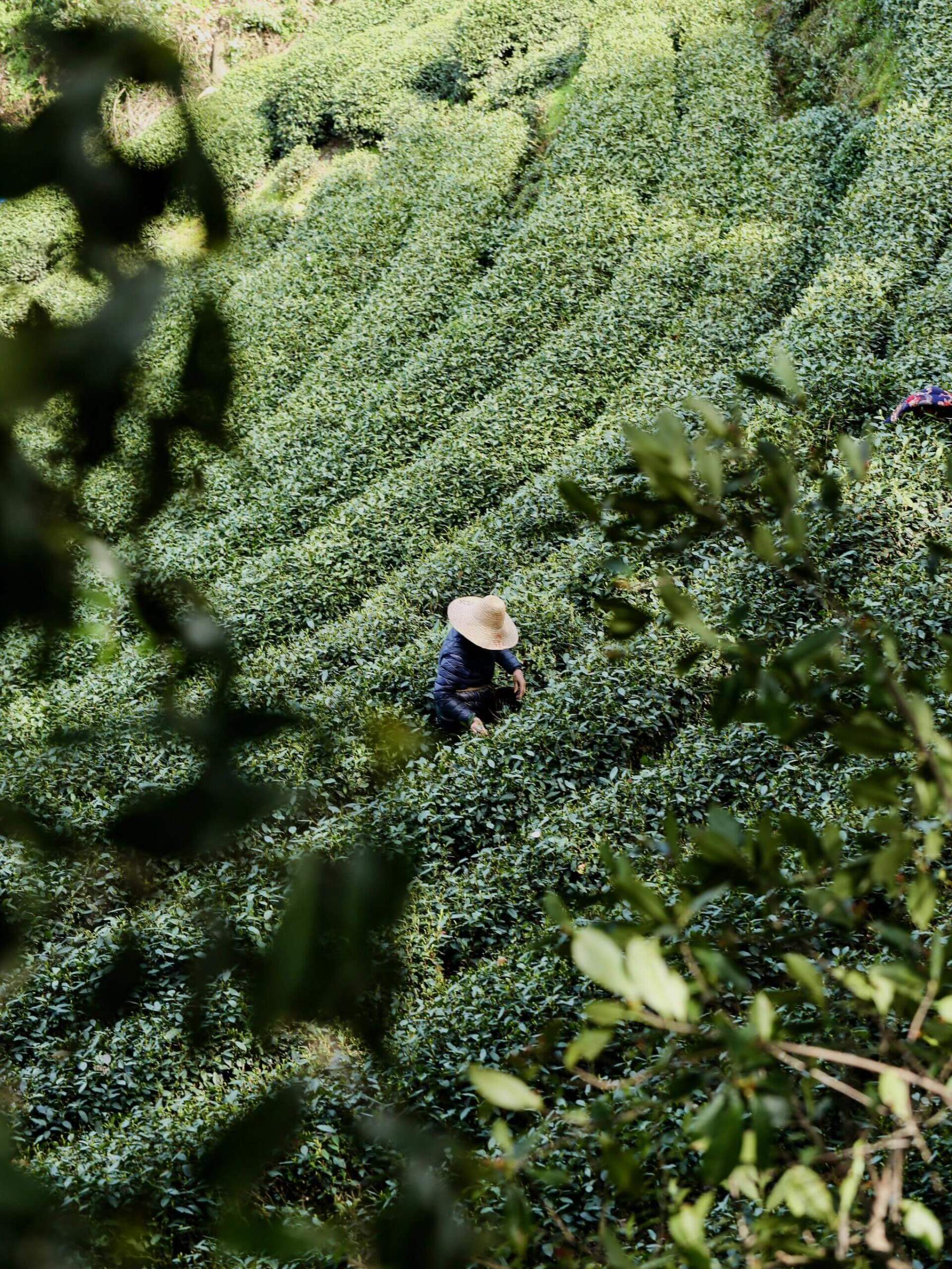 [3日間]週末弾丸でも巡れる！上海・杭州旅行