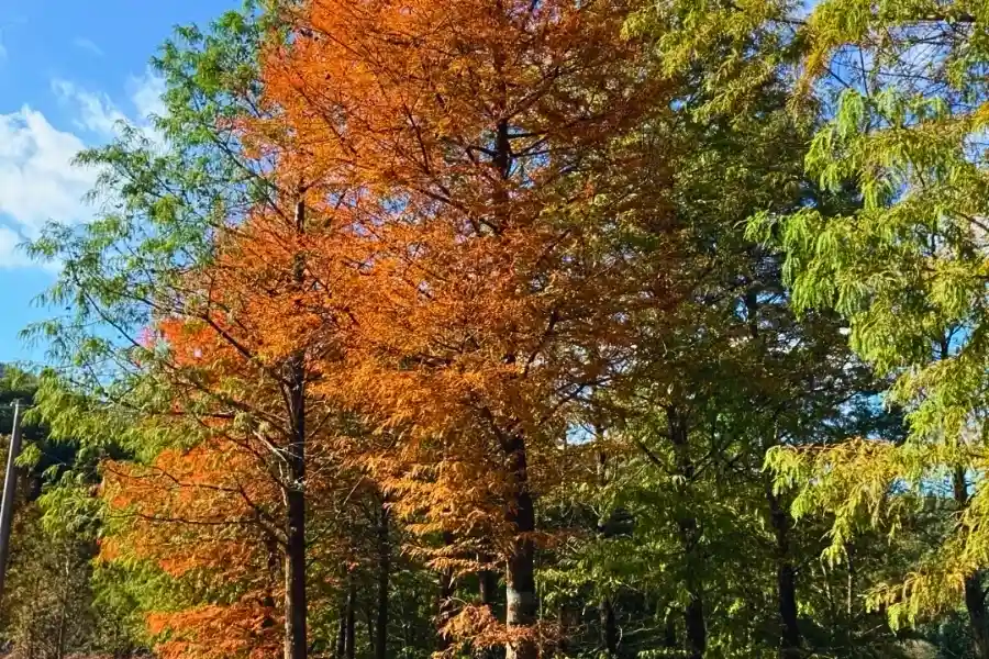 静かな環境に包まれた天童寺の境内と参拝風景