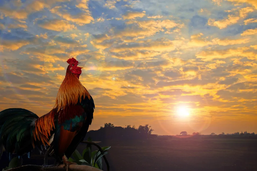 酉年の象徴である成熟と収穫のイメージ