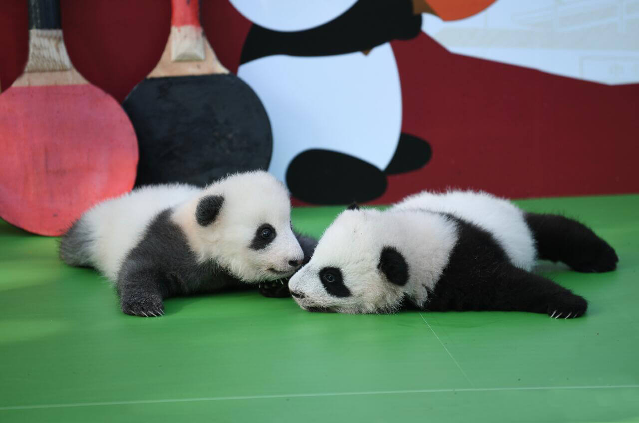 クラシック成都  1日/2日観光ツアー