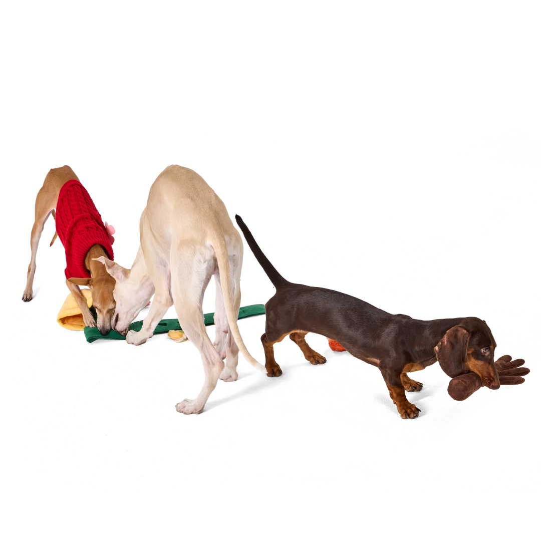 CNY Plant | Sniffing Toy