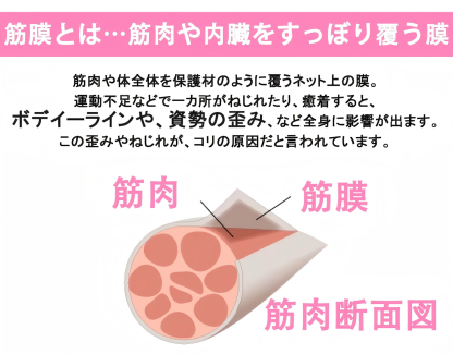 フォームローラー ヨガポール 筋膜リリース 中実 割れない 筋膜ローラーオリジナルカラー 耐荷重300KG きんまくローラー 筋肉ほぐし 良い弾力性 EVA 初心者マッサージローラー 納袋/日本語マニュアル付き