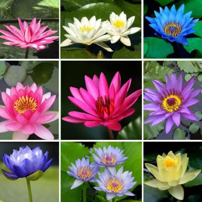 Home ornamental lotus seeds (free shipping)