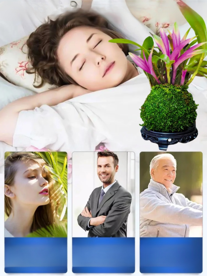 Perfumed Dendrobium Orchid Improves Sleep Green Plants Purify Air