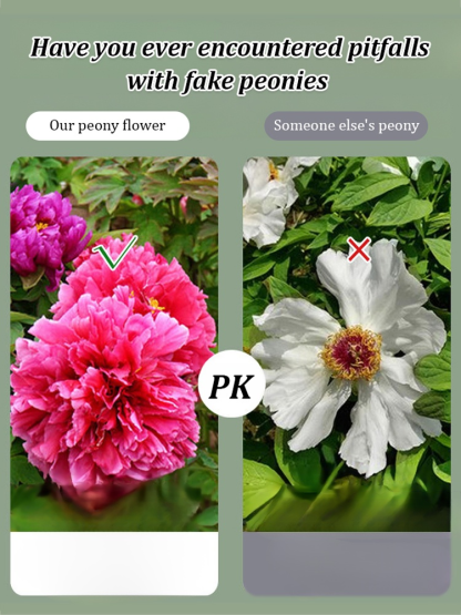 Queen of Flowers: Peony Seeds