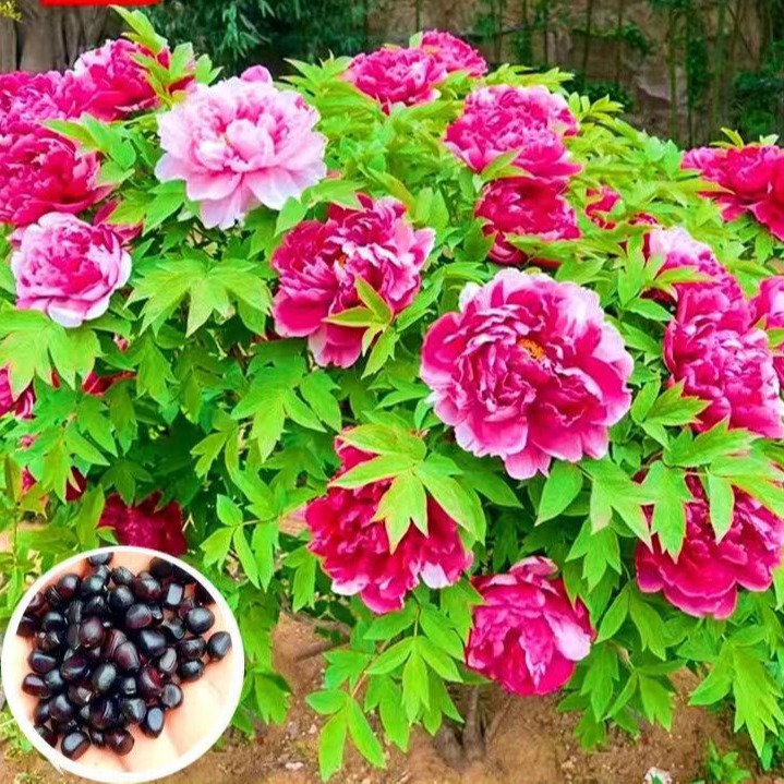 Queen of Flowers: Peony Seeds