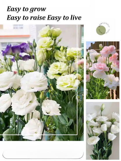 Seeds of Four Seasons Blooming Double Eustoma