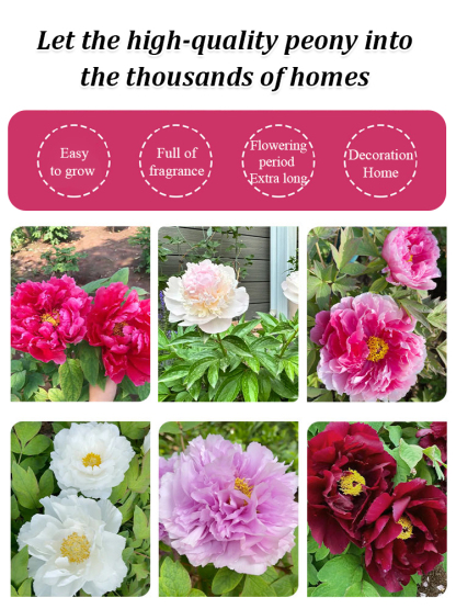 Queen of Flowers: Peony Seeds