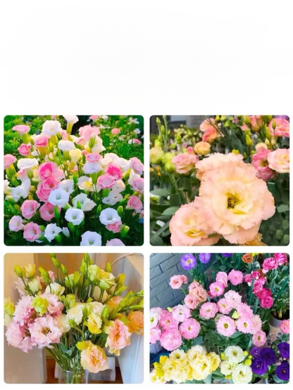 Seeds of Four Seasons Blooming Double Eustoma