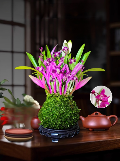 Perfumed Dendrobium Orchid Improves Sleep Green Plants Purify Air