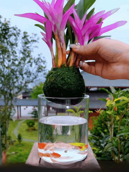 Perfumed Dendrobium Orchid Improves Sleep Green Plants Purify Air