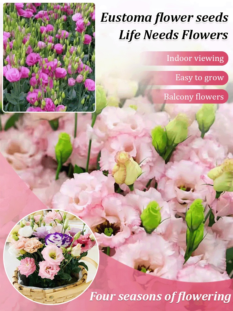 Seeds of Four Seasons Blooming Double Eustoma