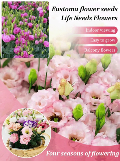 Seeds of Four Seasons Blooming Double Eustoma