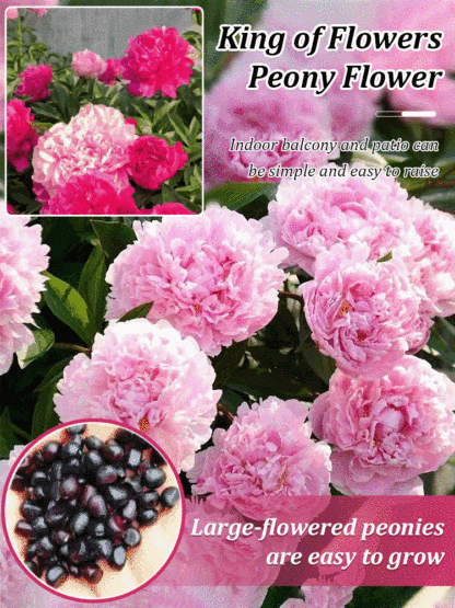 Queen of Flowers: Peony Seeds