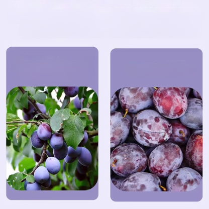 [Healthy Slimming] Plum Dietary Fibre Jelly