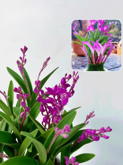 Perfumed Dendrobium Orchid Improves Sleep Green Plants Purify Air