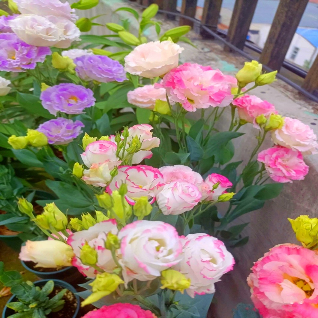 Seeds of Four Seasons Blooming Double Eustoma