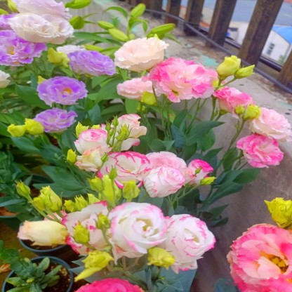 Seeds of Four Seasons Blooming Double Eustoma