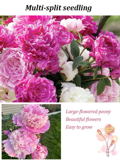 Queen of Flowers: Peony Seeds