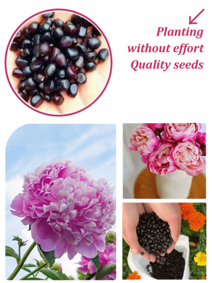 Queen of Flowers: Peony Seeds