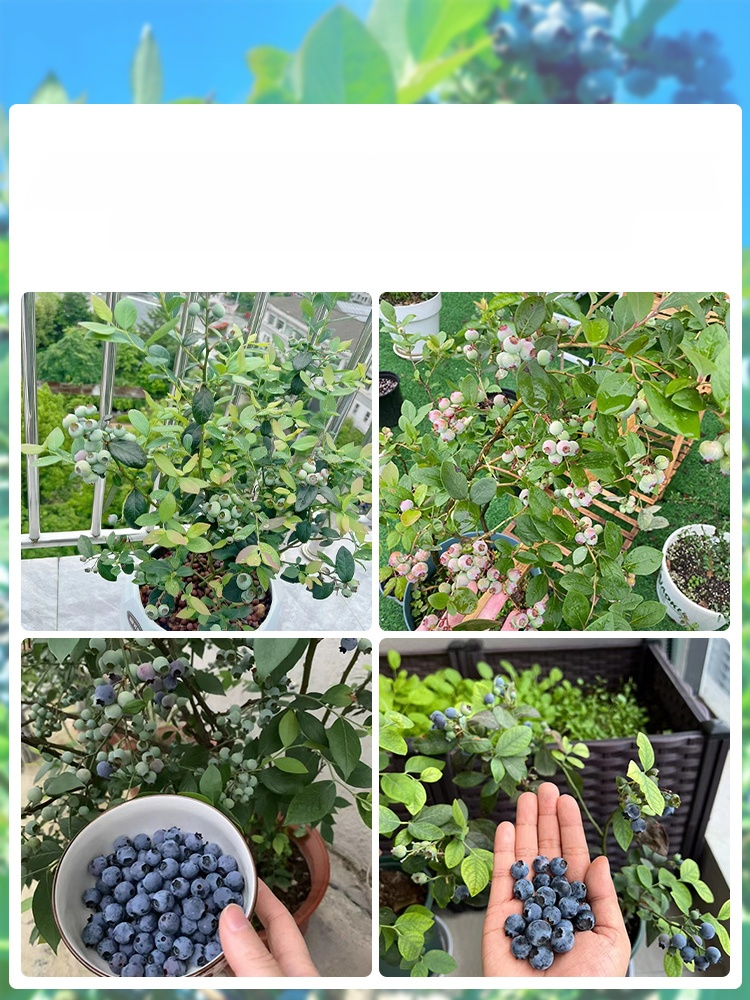 [ตราบใดที่ยังมีดิน มันก็จะออกผล] ต้นกล้าบลูเบอร์รี่สายพันธุ์ใหม่
