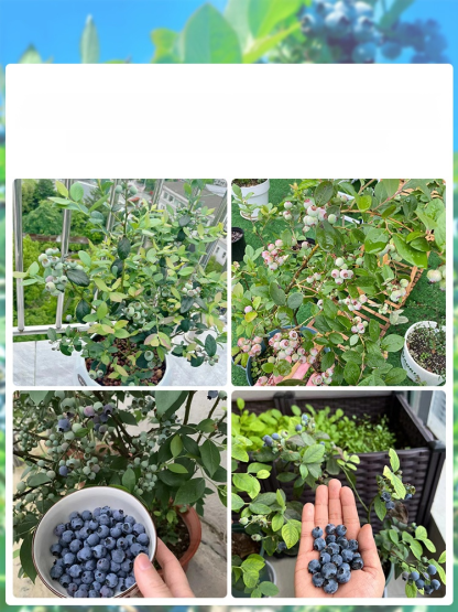 [ตราบใดที่ยังมีดิน มันก็จะออกผล] ต้นกล้าบลูเบอร์รี่สายพันธุ์ใหม่