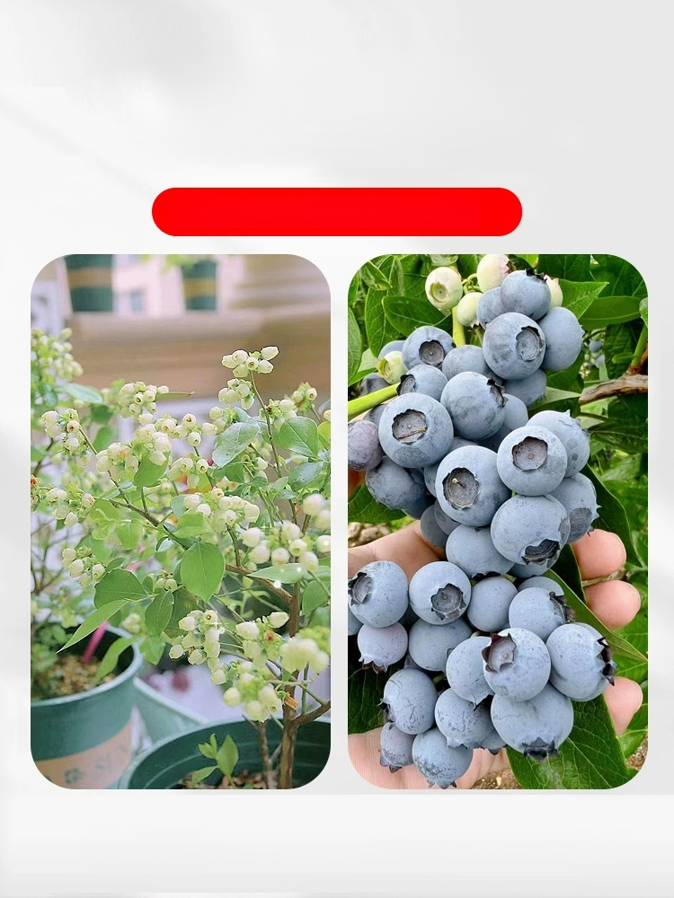 [ตราบใดที่ยังมีดิน มันก็จะออกผล] ต้นกล้าบลูเบอร์รี่สายพันธุ์ใหม่