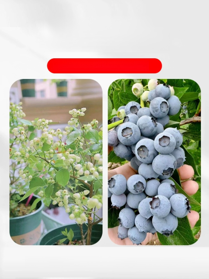 [ตราบใดที่ยังมีดิน มันก็จะออกผล] ต้นกล้าบลูเบอร์รี่สายพันธุ์ใหม่