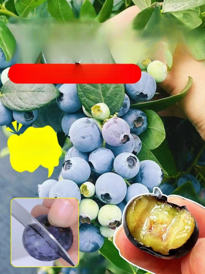[ตราบใดที่ยังมีดิน มันก็จะออกผล] ต้นกล้าบลูเบอร์รี่สายพันธุ์ใหม่