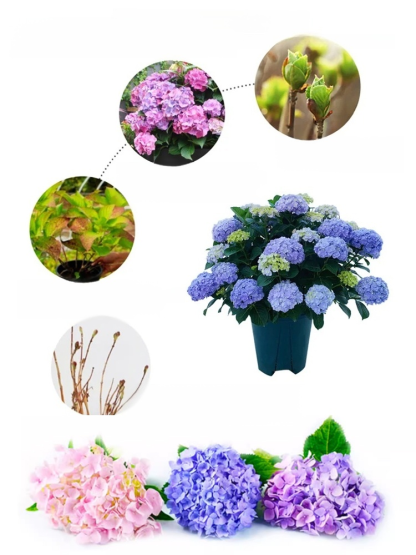 【꽃이 피는 사계절】모네 가든 판타지 수국 씨앗