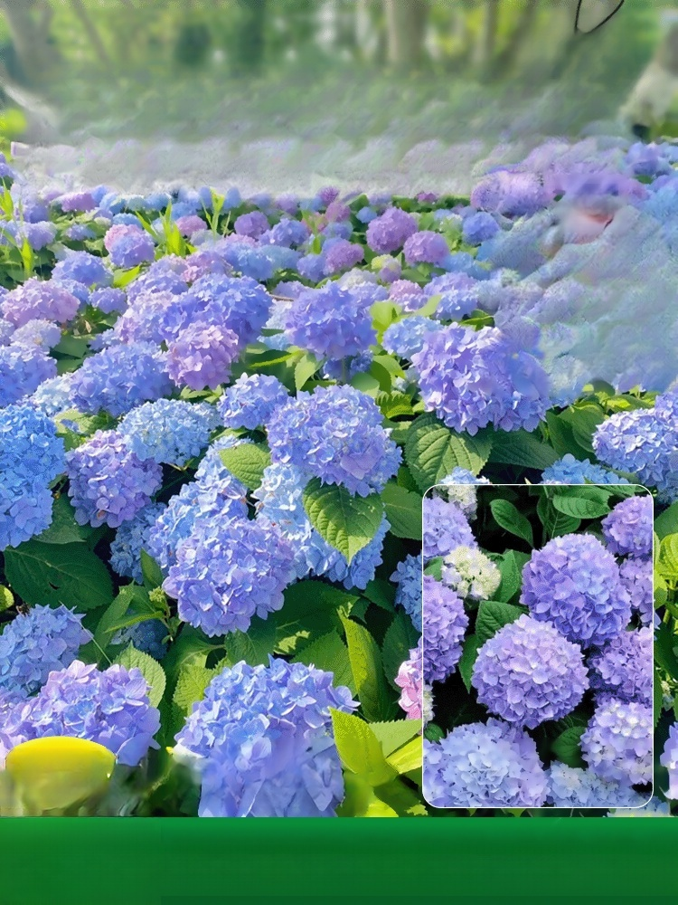 【꽃이 피는 사계절】모네 가든 판타지 수국 씨앗