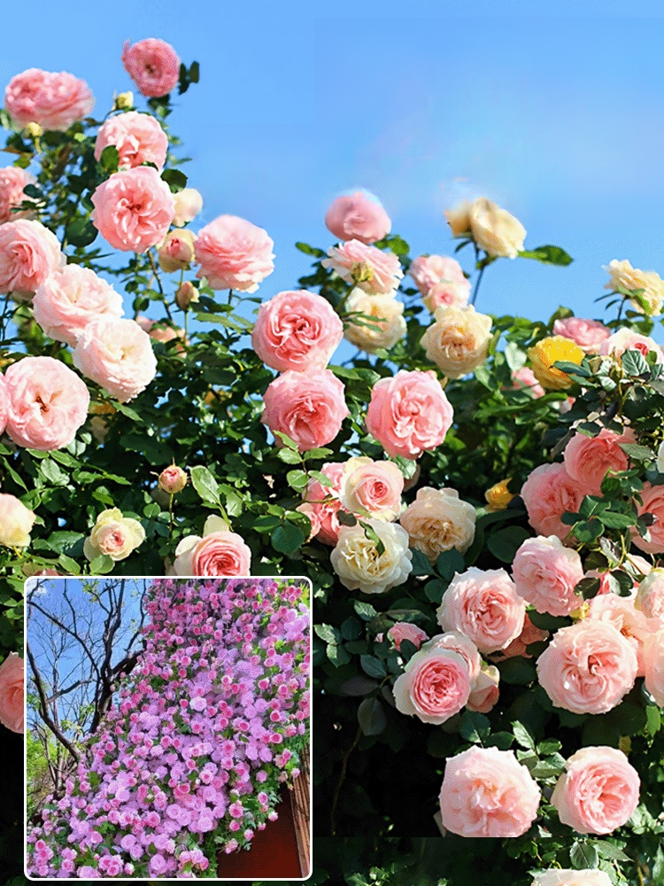 【연중 개화】덩굴 장미 씨앗