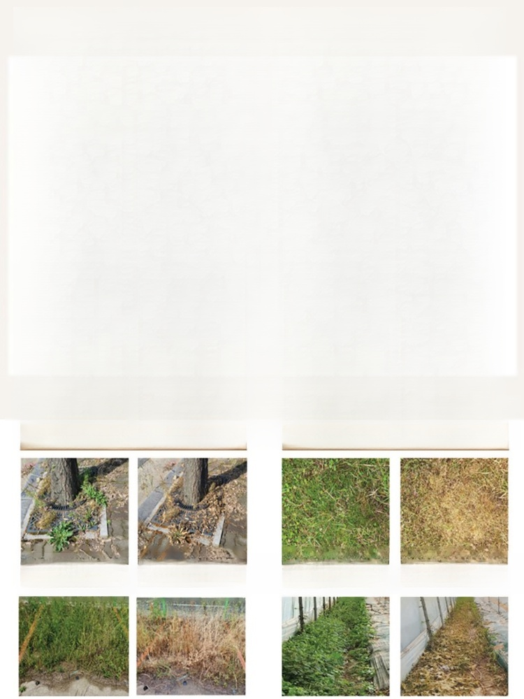 【농협 추천 2025 초강력 제초제】10분 만에 1000종 이상의 내성 잡초 박멸【1병으로 10,000㎡ 제거 가능】