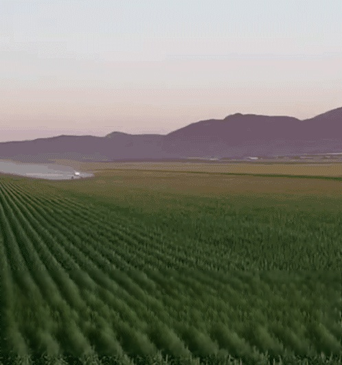 【글리포세이트 제초제】한정 세일! 25봉지 49,800원, 재고 150개 한정!