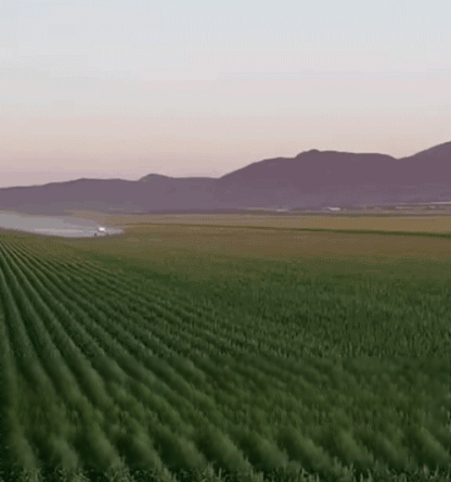 【글리포세이트 제초제】한정 세일! 25봉지 49,800원, 재고 150개 한정!