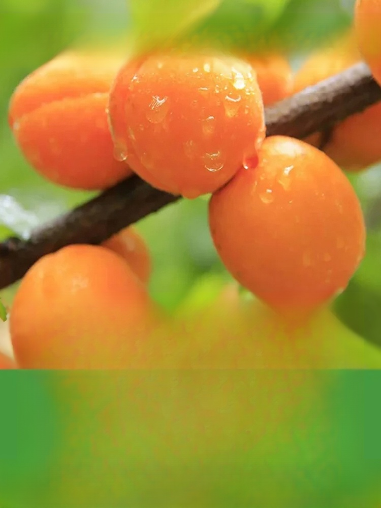 【달콤하고 부드러움】무첨가 씨 없는 말린 홍살구