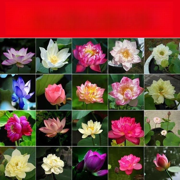 【재물운 초래】관상용 수반 연꽃