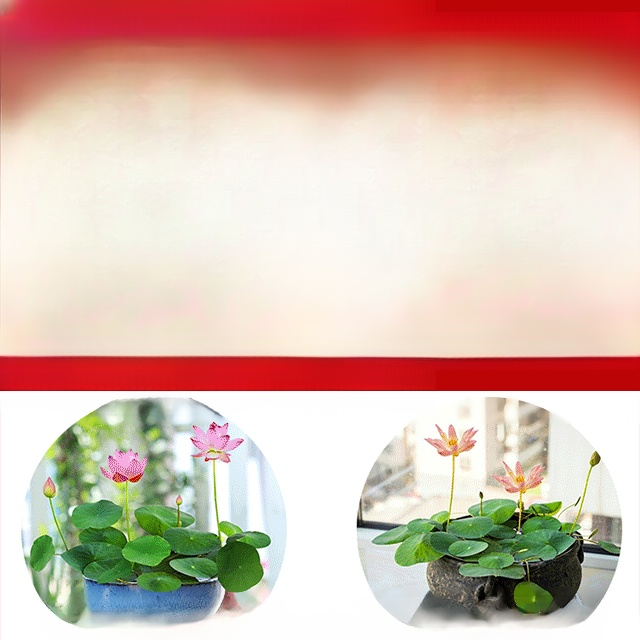 【재물운 초래】관상용 수반 연꽃