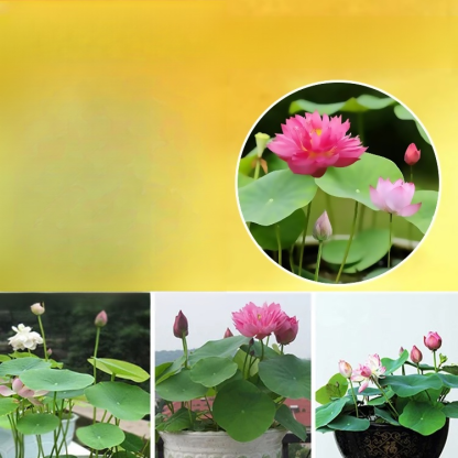 【재물운 초래】관상용 수반 연꽃