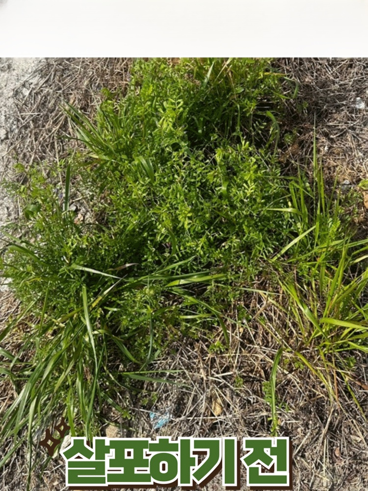 【농협 추천 2025 초강력 제초제】10분 만에 1000종 이상의 내성 잡초 박멸【1병으로 10,000㎡ 제거 가능】